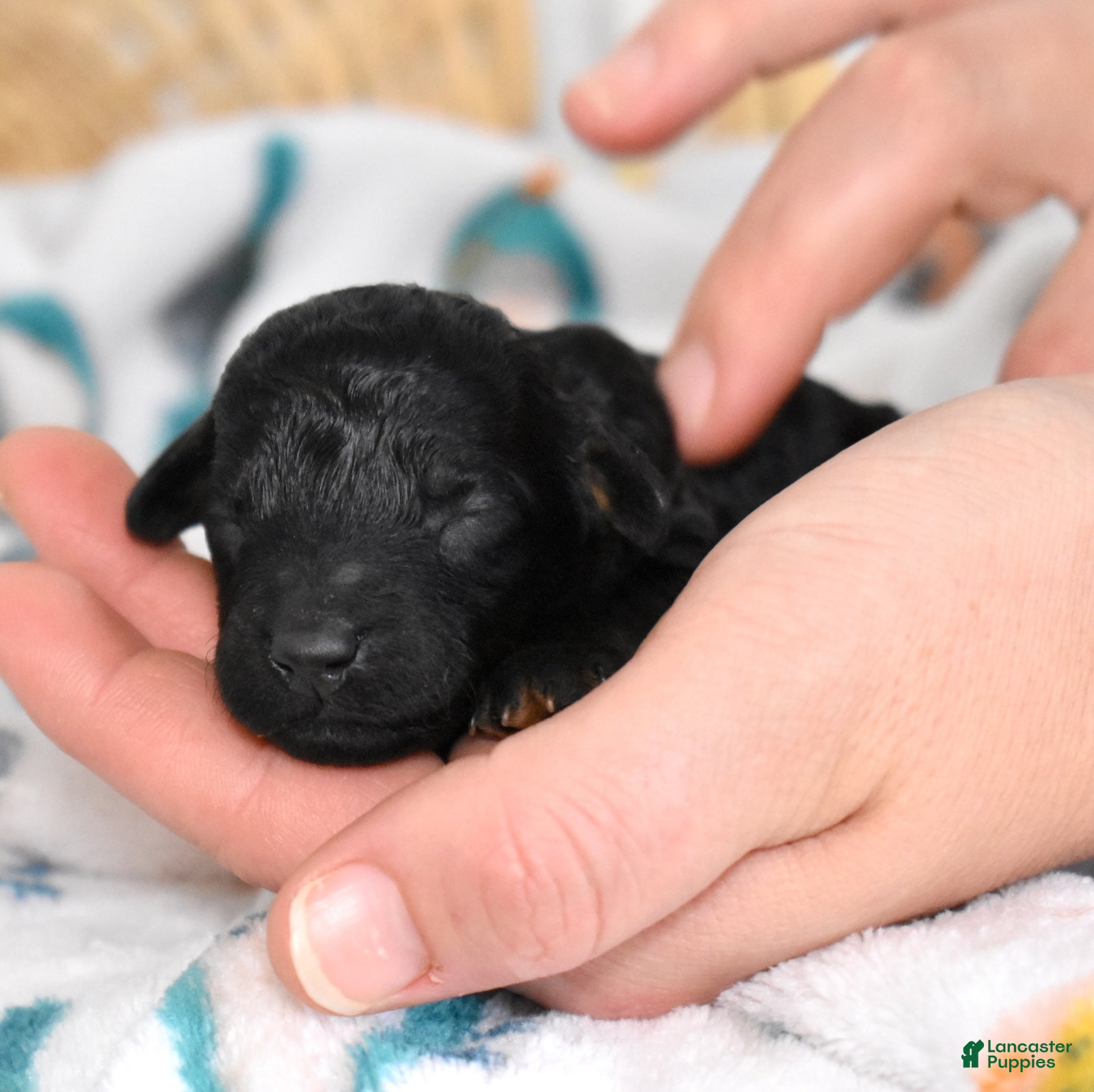 Miniature Poodle dogs Onyx  - Ad 1