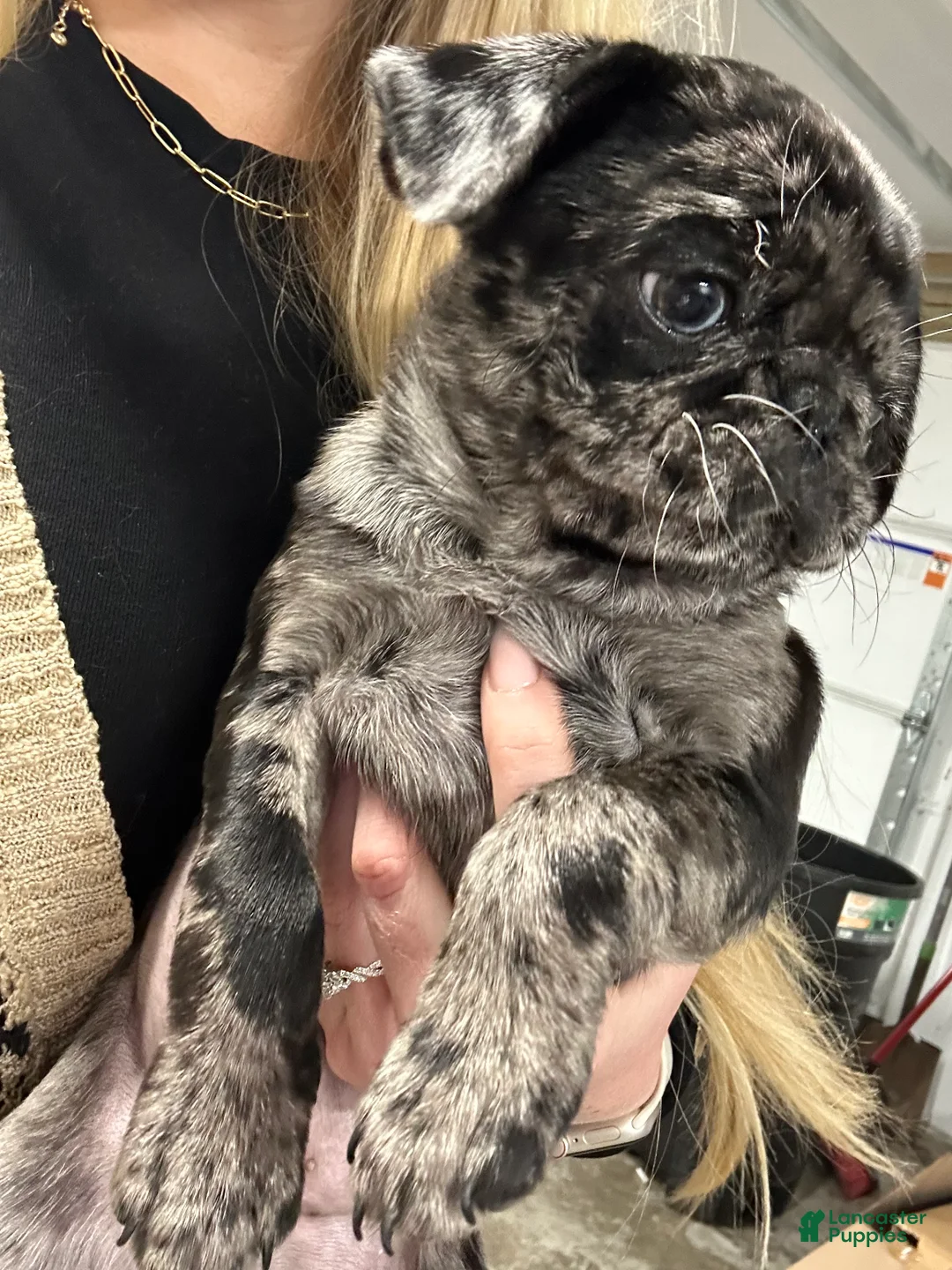 Pug dogs for sale: Delilah - Ad 2