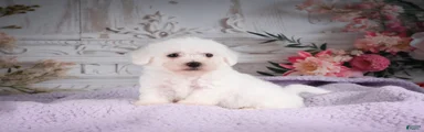 AKC-Ricky