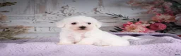 Bichon Frise dogs for sale: AKC-Ricky - Ad 1
