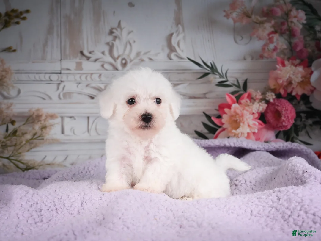 Bichon Frise dogs for sale: AKC-Ricky - Ad 1