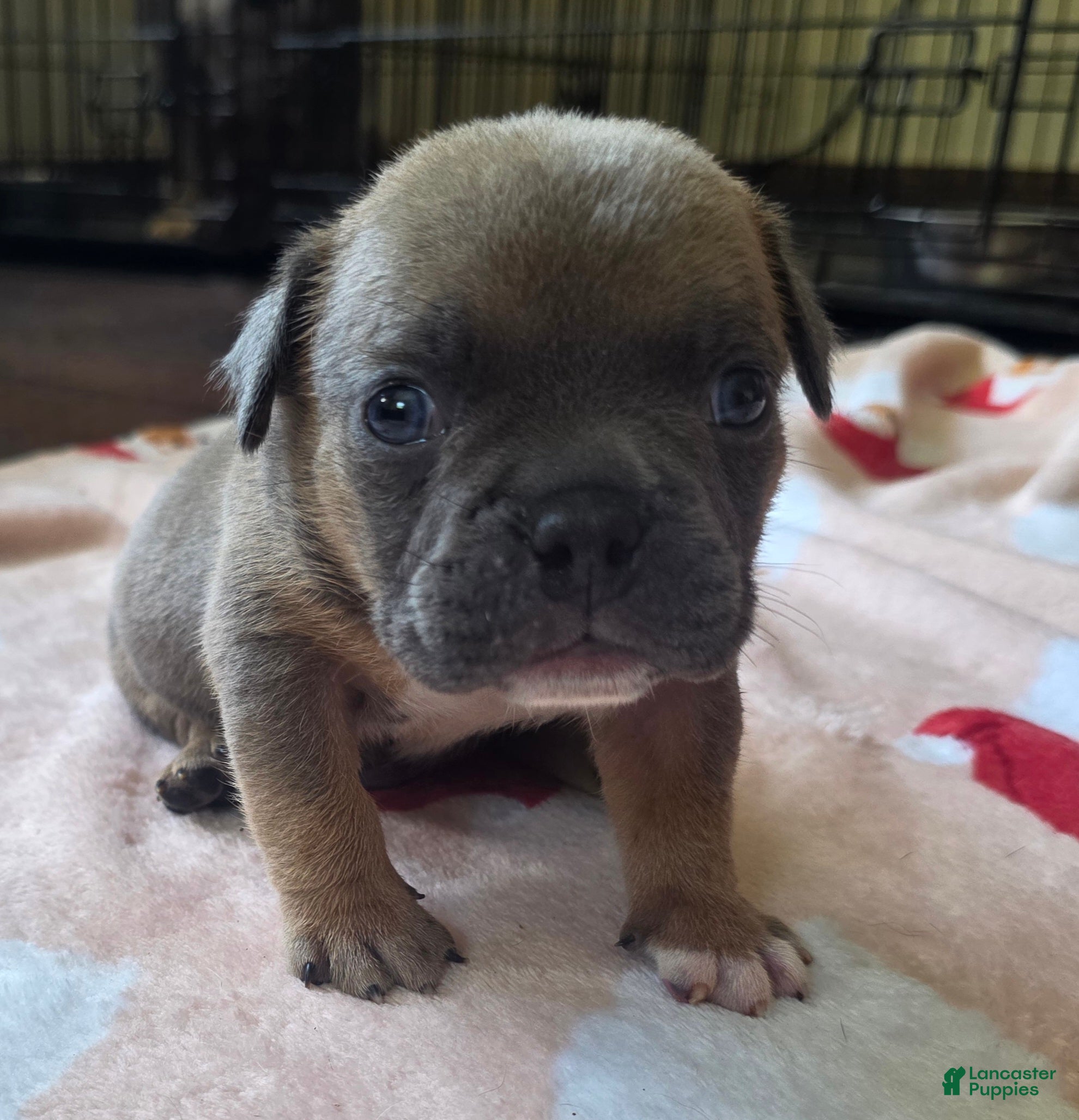 American Bully dogs Blue Fawn - Ad 1