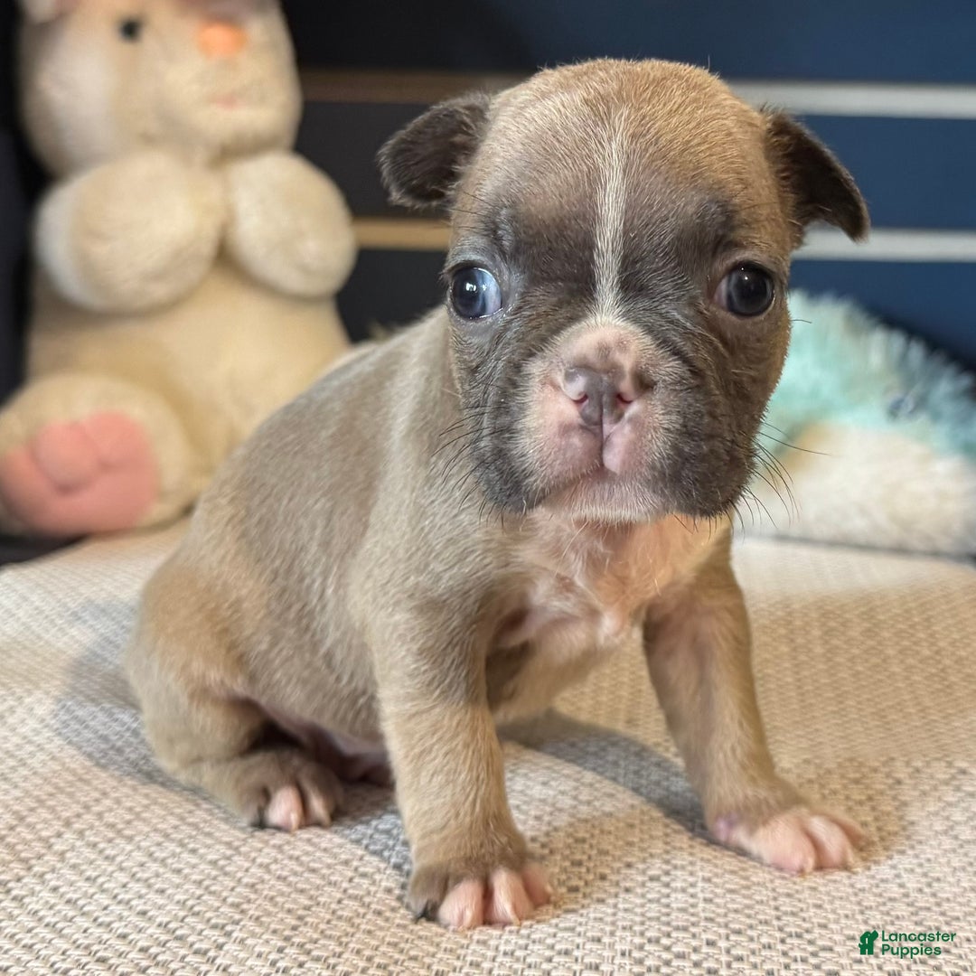 French Bulldog dogs for sale: Alex - Ad 26