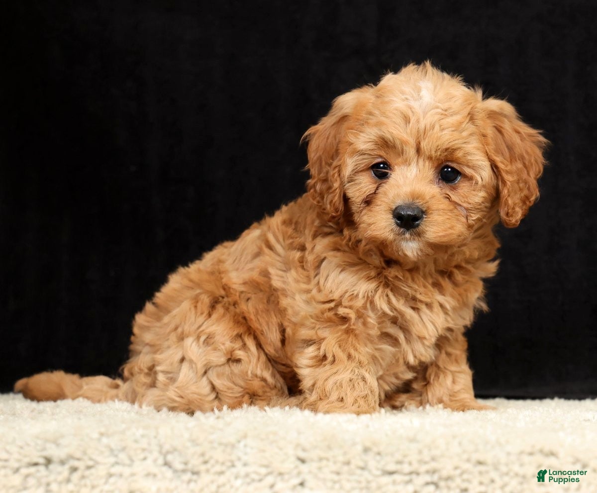 Cavapoo dogs Sally - Ad 2