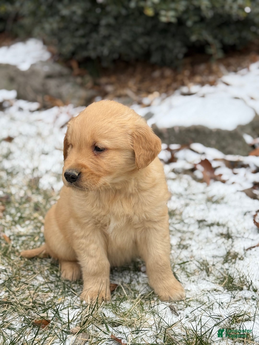 Golden Retriever dogs for sale: Sammy - Ad 2