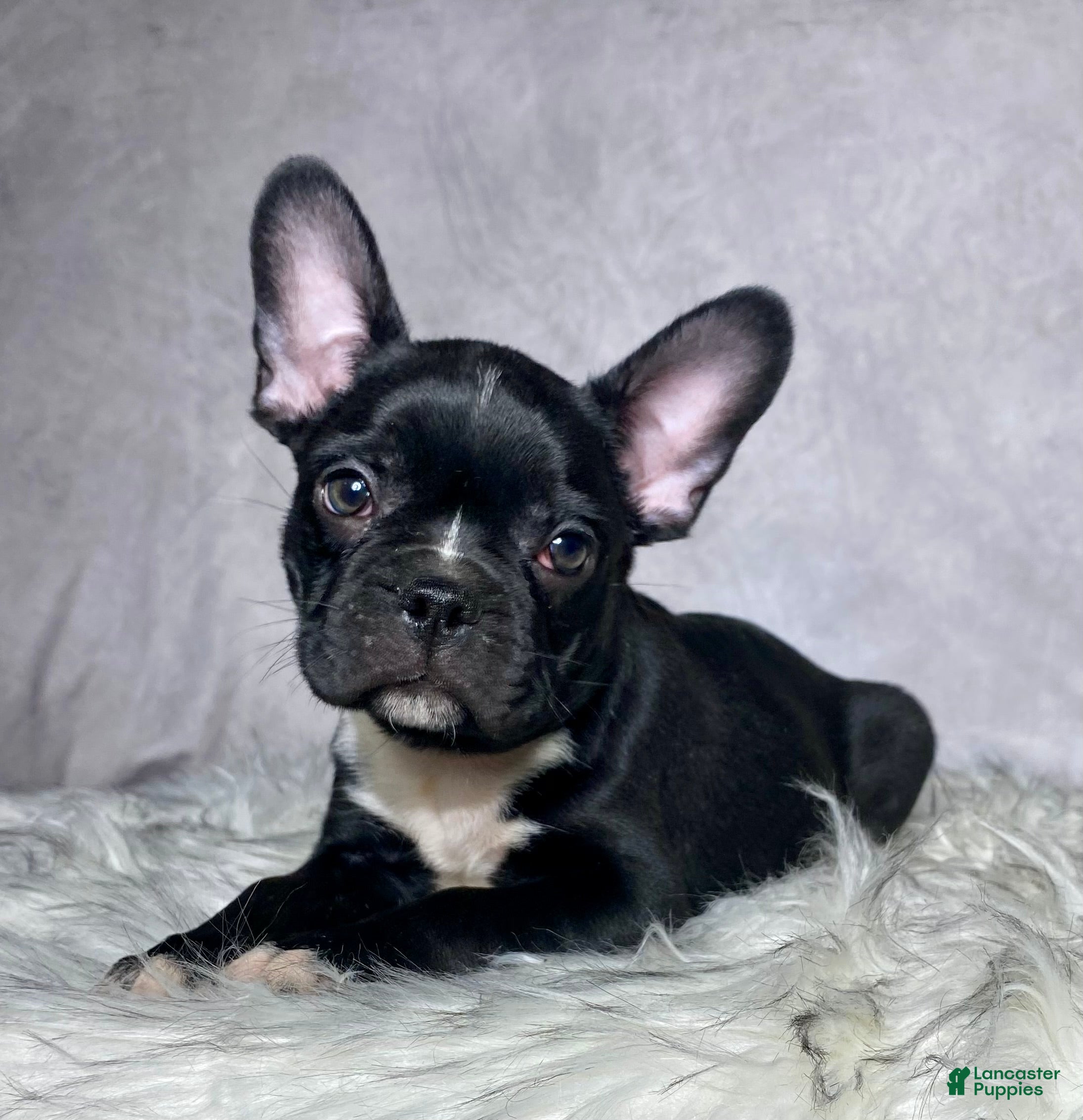 Mixed Breed dogs Mr Milo - Ad 2