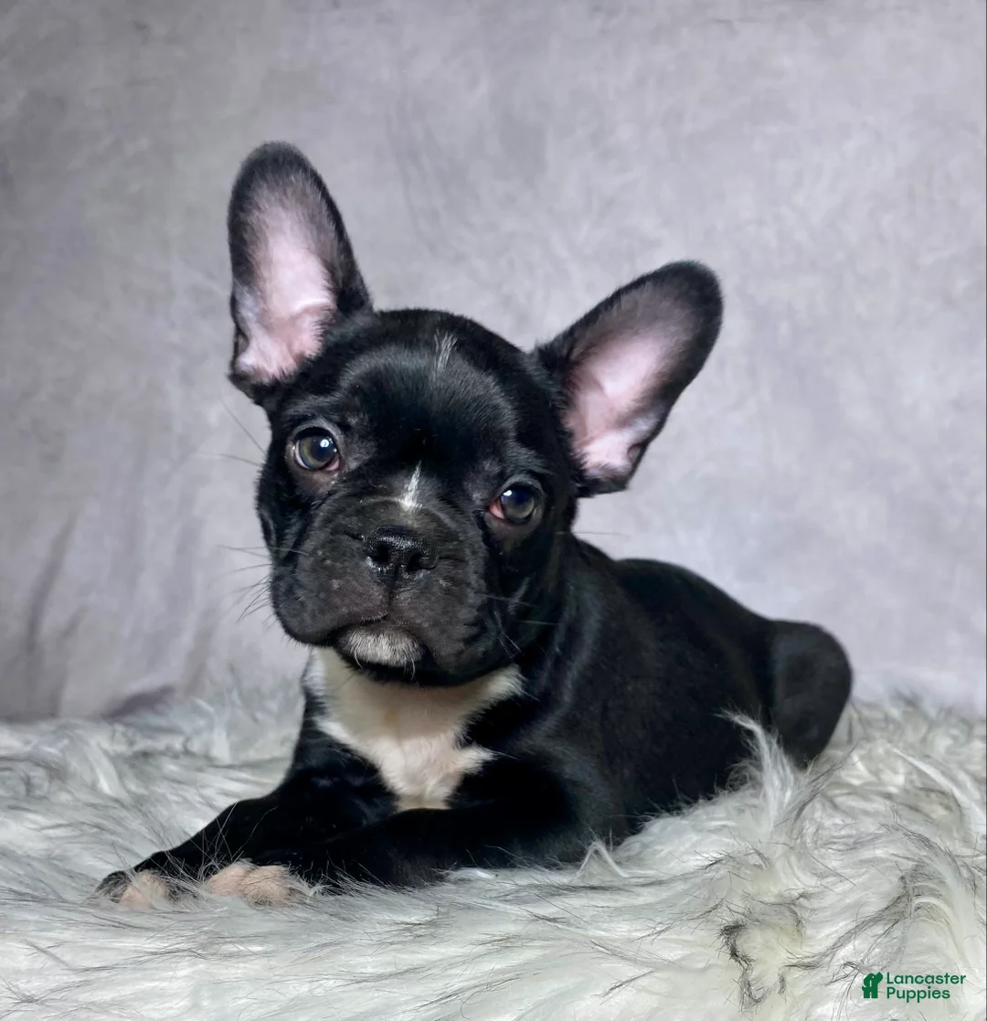 Mixed Breed dogs for sale: Mr Milo - Ad 2
