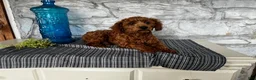 Toy Poodle dogs for sale: Jordan - Ad 4