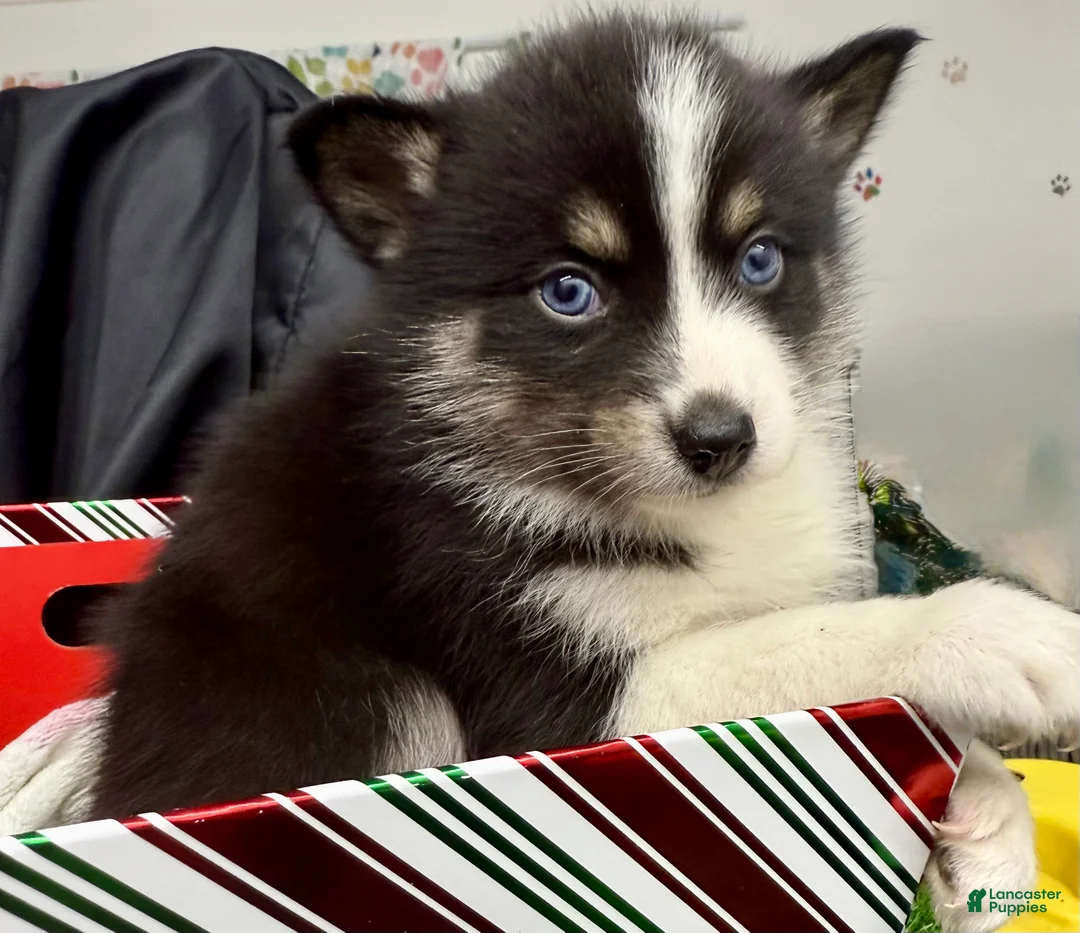 Mixed Breed dogs for sale: Nick - Ad 5