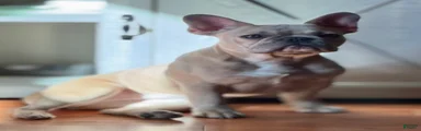 French Bulldog Puppy 2