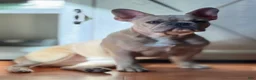 French Bulldog dogs for sale: French Bulldog Puppy 2 - Ad 1