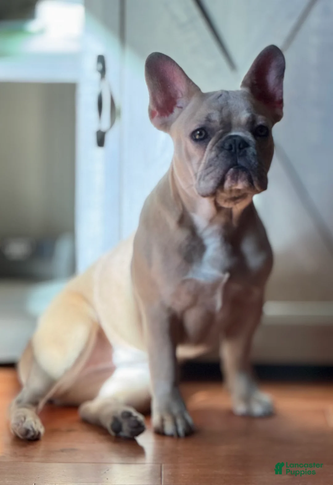 French Bulldog dogs for sale: French Bulldog Puppy 2 - Ad 1
