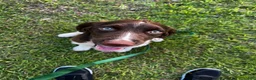 English Springer Spaniel dogs for sale:  English Springer Spaniel 2 - Ad 7
