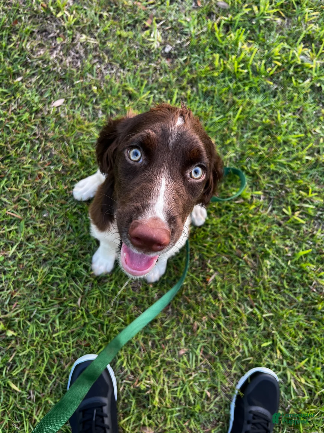 English Springer Spaniel dogs for sale:  English Springer Spaniel 2 - Ad 7