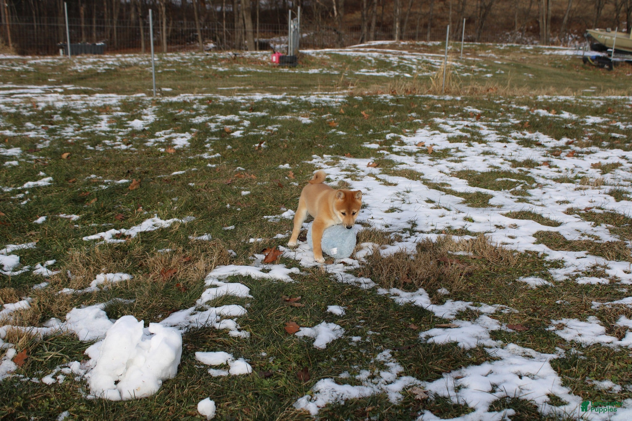 Shiba Inu dogs Apate - Ad 21