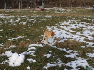 Shiba Inu dogs Apate - Ad 21