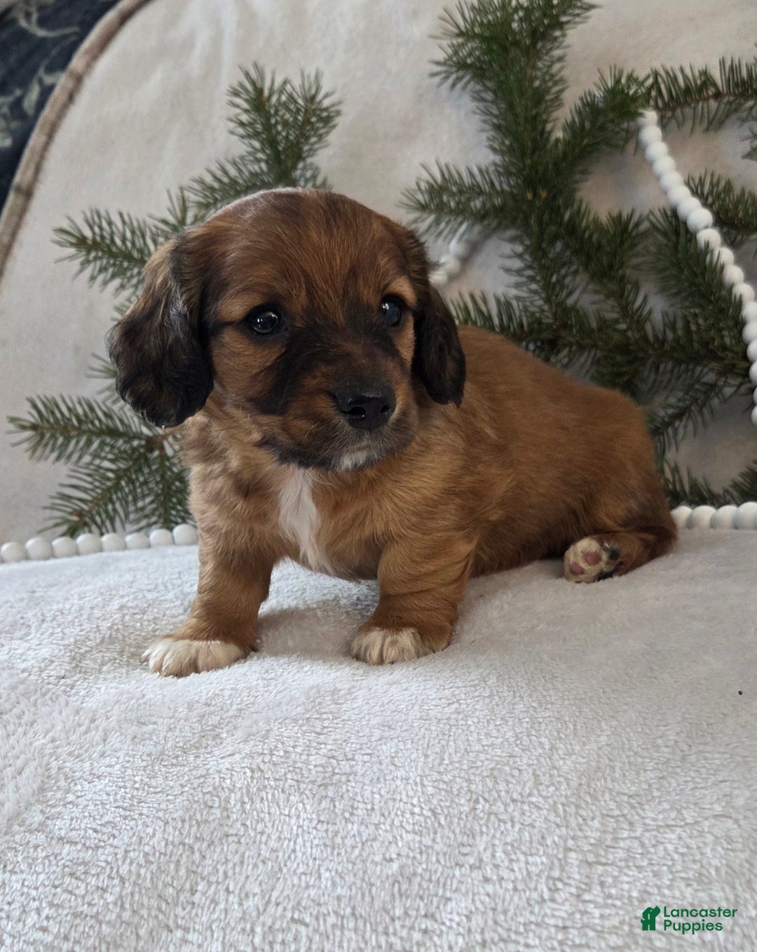 Miniature Dachshund dogs for sale: Mocha - Ad 5