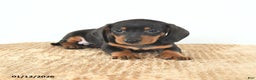 Miniature Dachshund dogs for sale: Dash - Ad 2