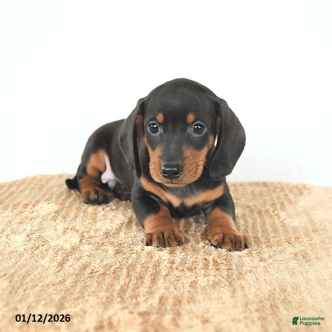 Miniature Dachshund dogs for sale: Dash - Ad 2