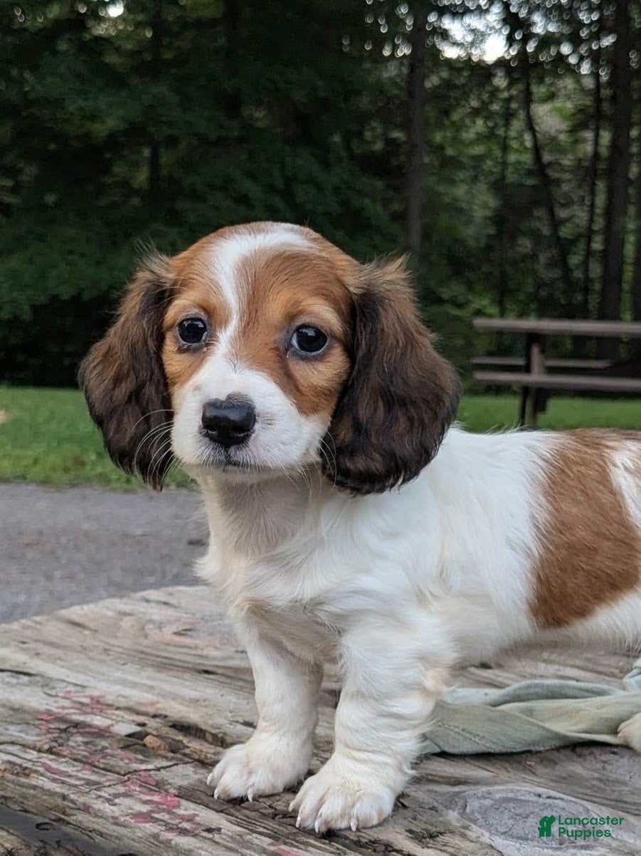 Dachshund dogs Luna - Ad 2