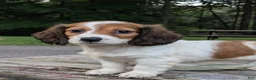 Dachshund dogs for sale: Luna - Ad 2