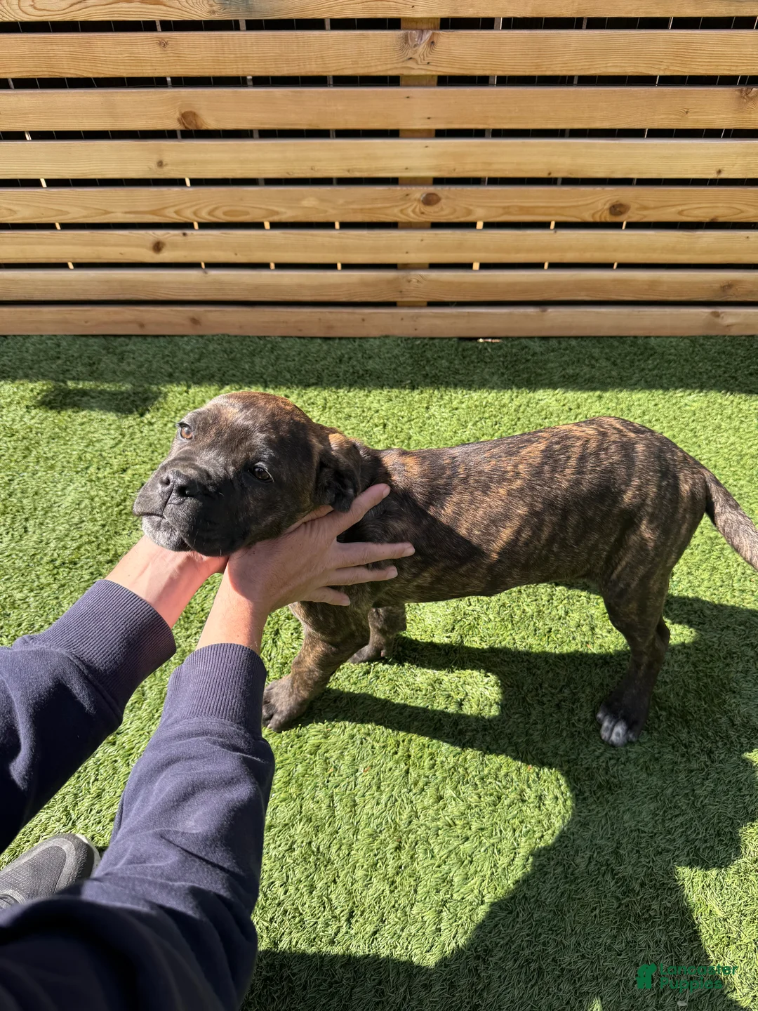 Cane Corso dogs for sale: Cane Corso Puppy 3 - Ad 7
