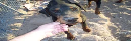 Doberman Pinscher dogs for stud: loki stud dog - Ad 1