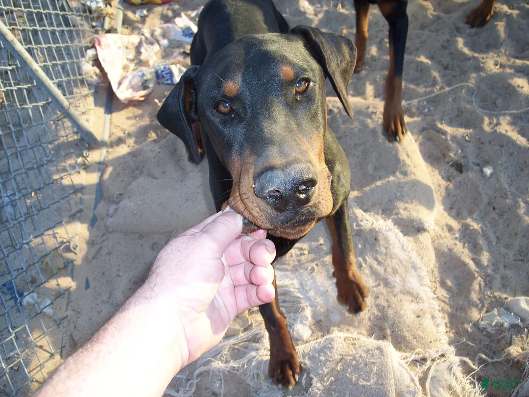 Doberman Pinscher dogs for stud: loki stud dog - Ad 1