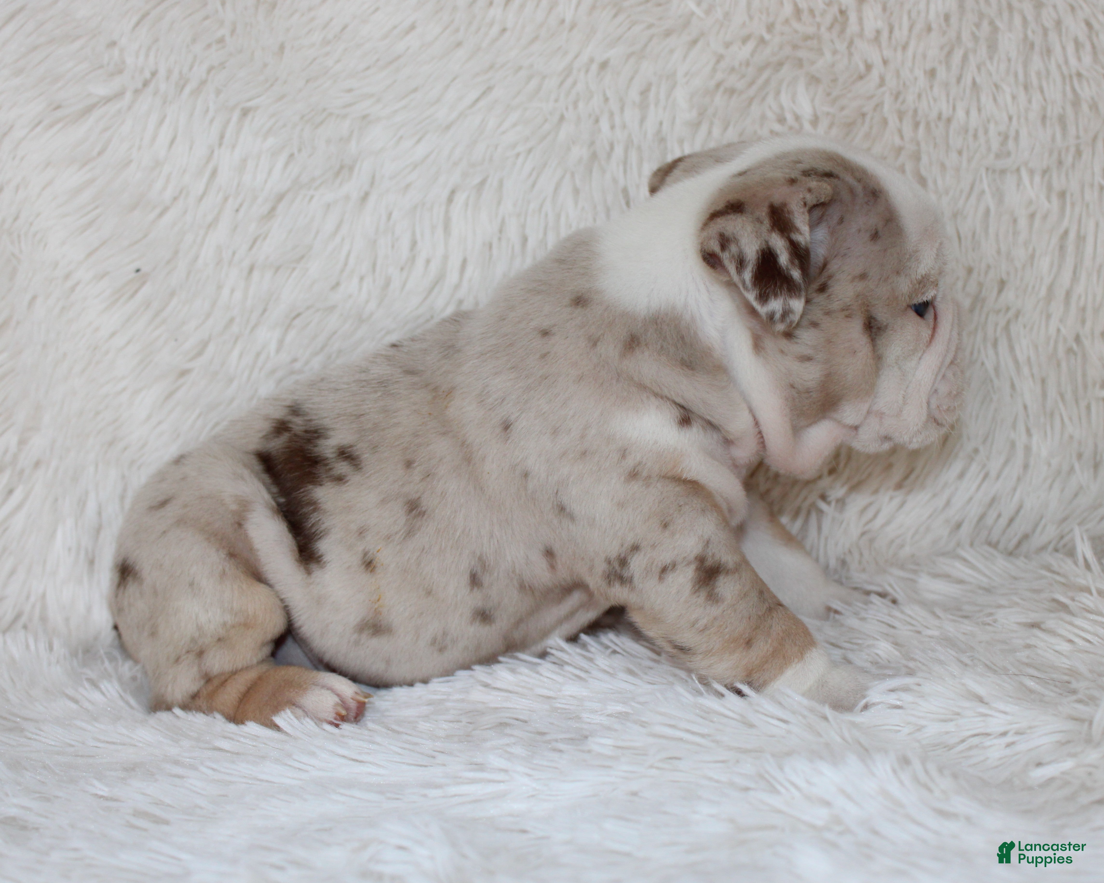 English Bulldog dogs Nala - Ad 2