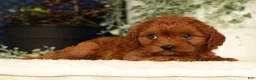 Cavapoo dogs for sale: Faye - Ad 6