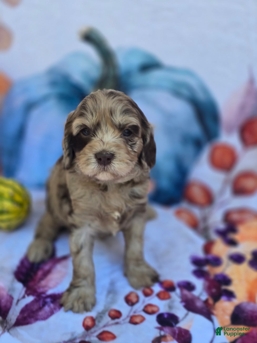 Mixed Breed dogs for sale: Prudence - Ad 20