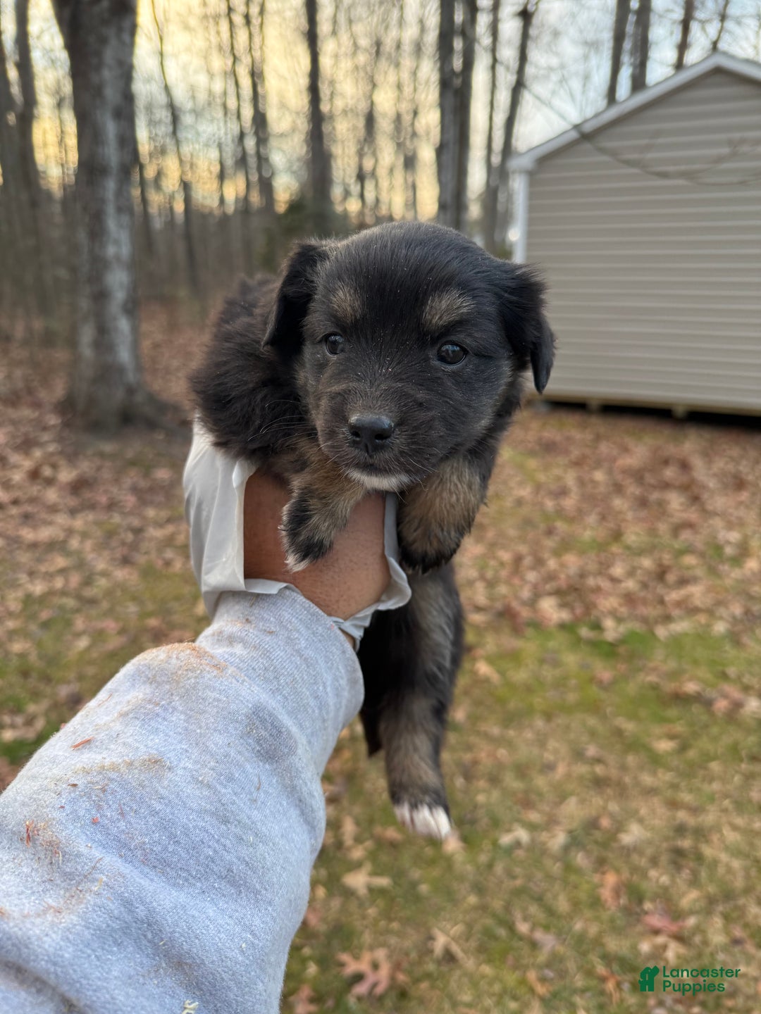 Pomsky dogs for sale: Pomsky Puppy 1 - Ad 1