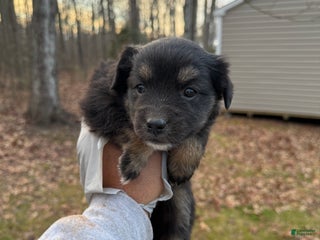 Pomsky dogs Pomsky Puppy 1 - Ad 1