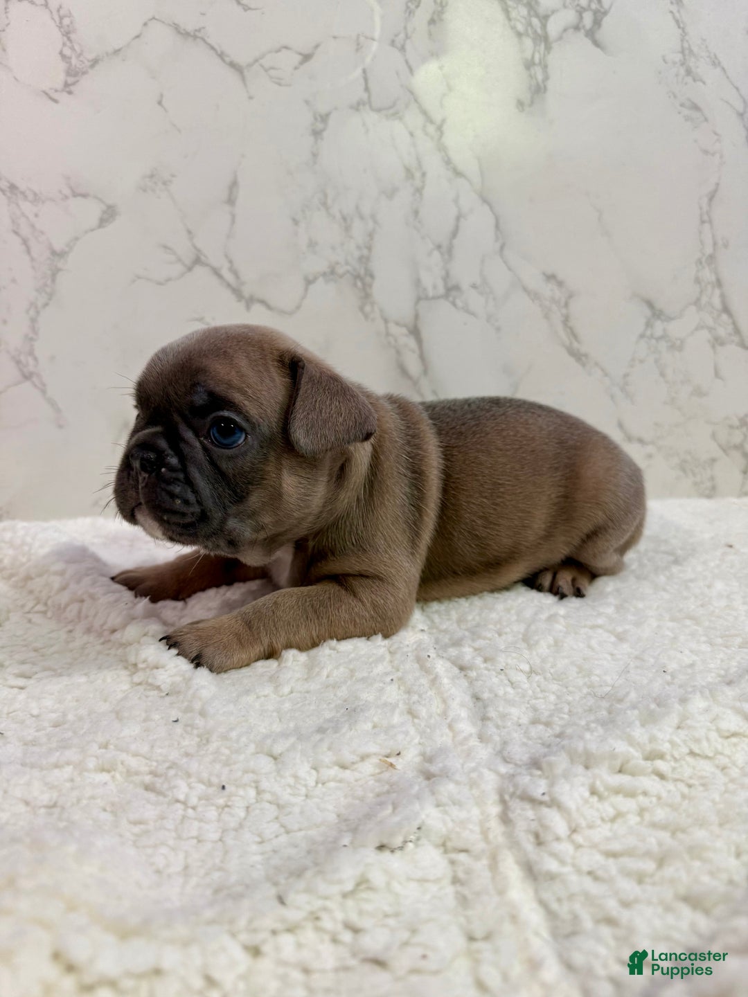 French Bulldog dogs for sale: Star - Ad 3