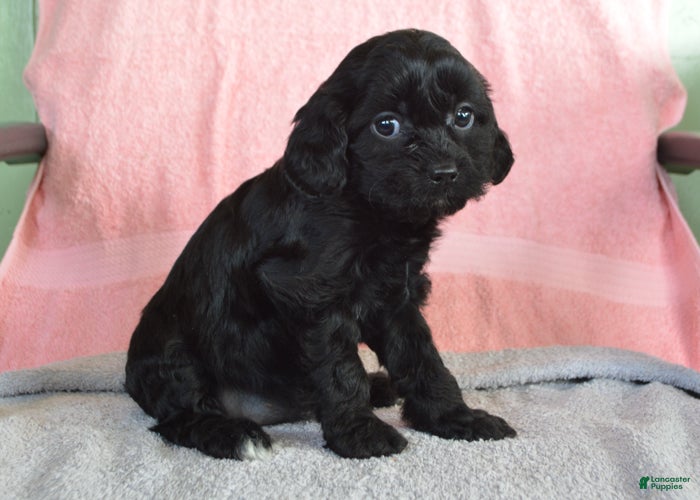 Yorkiepoo dogs for sale: Nancy - Ad 2