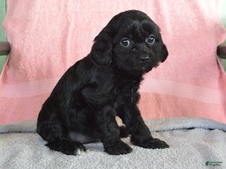 Yorkiepoo dogs for sale: Nancy - Ad 2