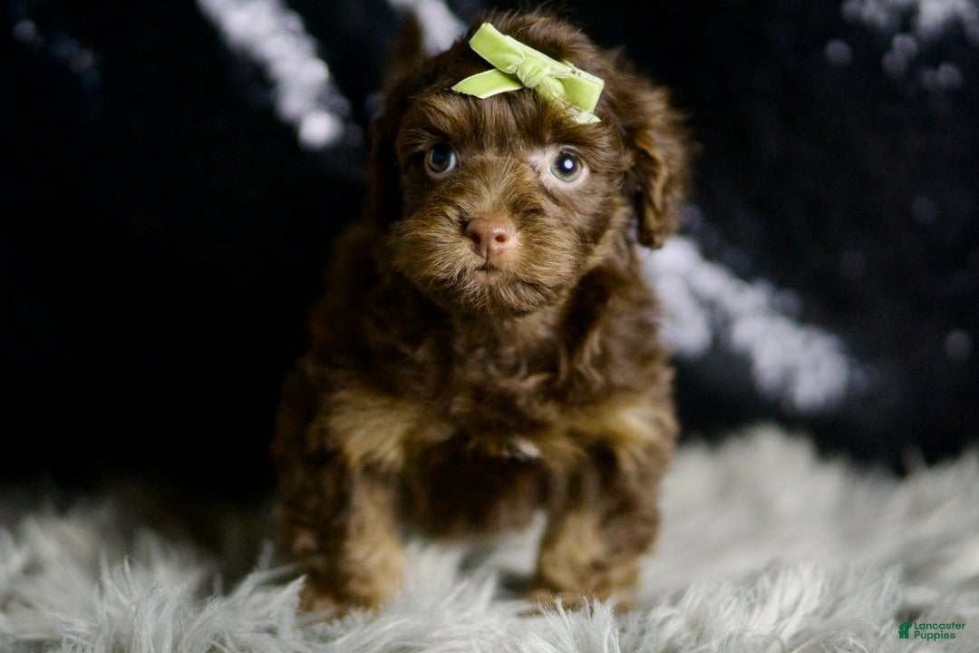 Yorkiepoo dogs for sale: Luigi - Ad 3