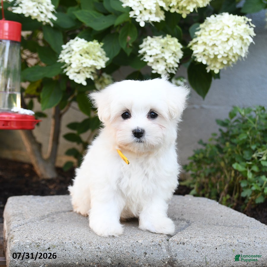 Maltese dogs Freddie - Ad 2