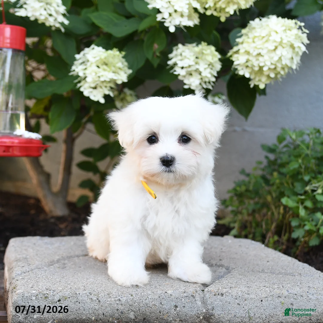 Maltese dogs for sale: Freddie - Ad 2