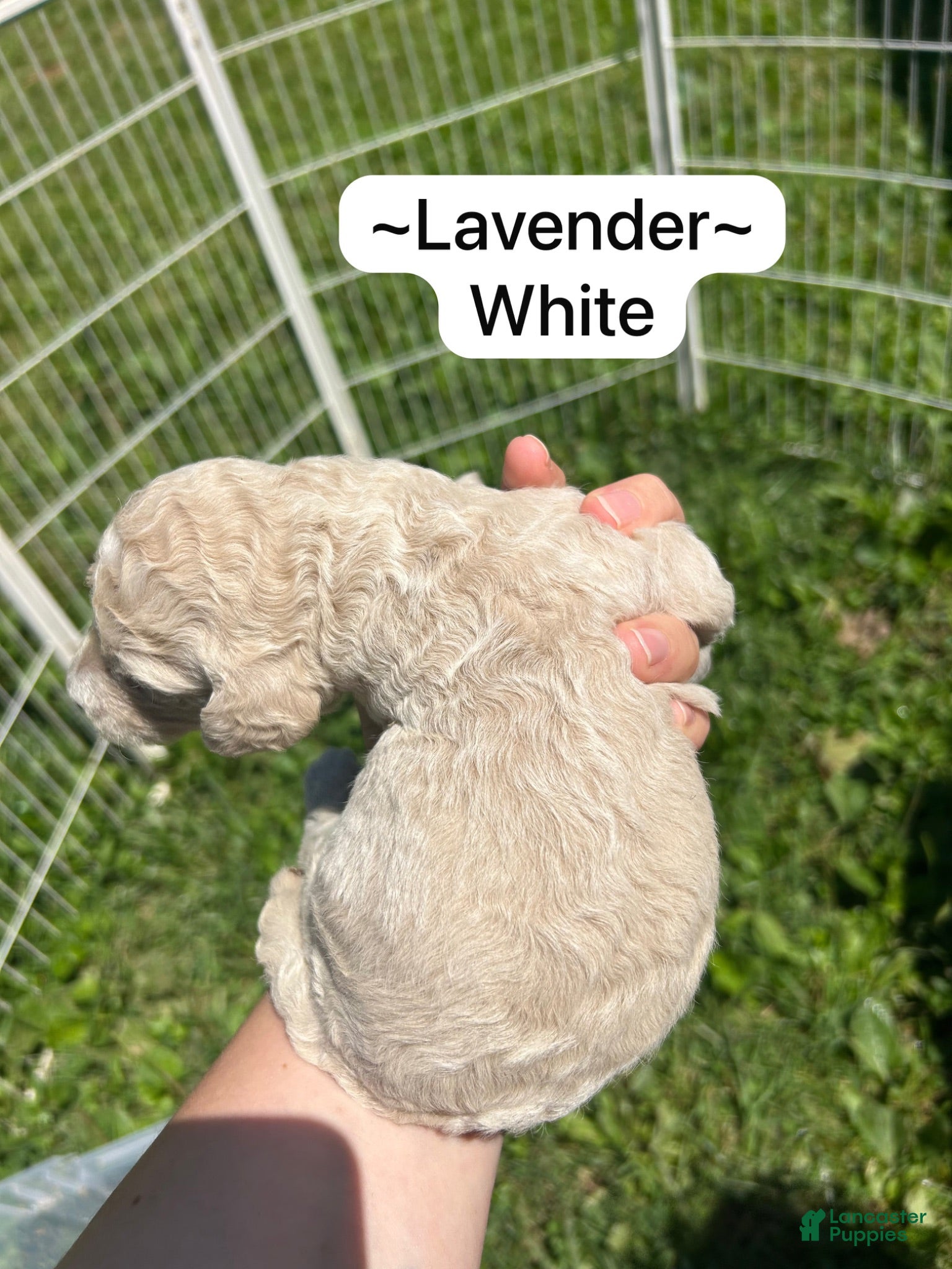 Standard Poodle dogs Standard Poodle Lavender  - Ad 36