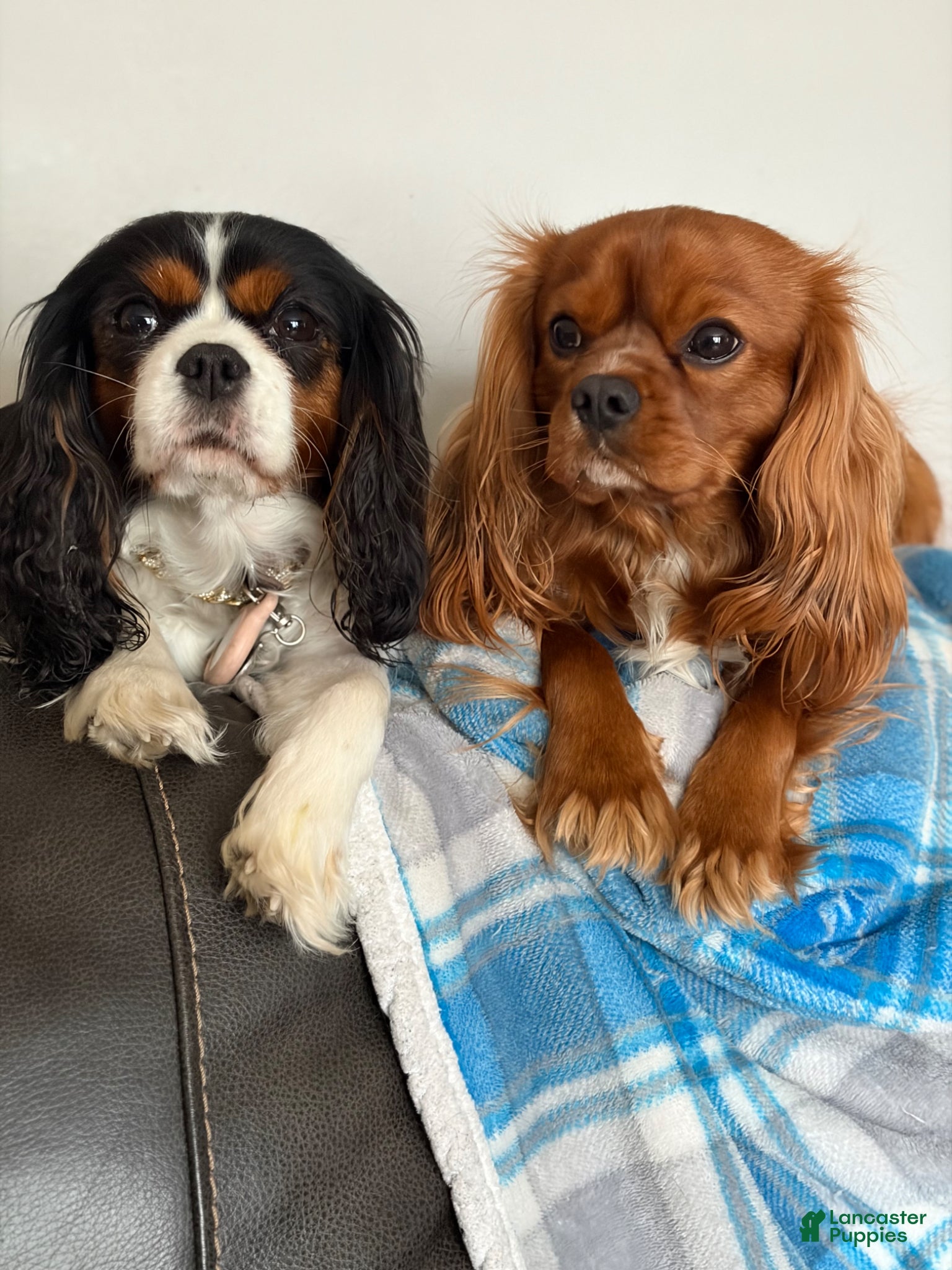Cavalier King Charles Spaniel dogs for stud: RUBY Cavalier King Charles Spaniel STUD SERVICE - Ad 9