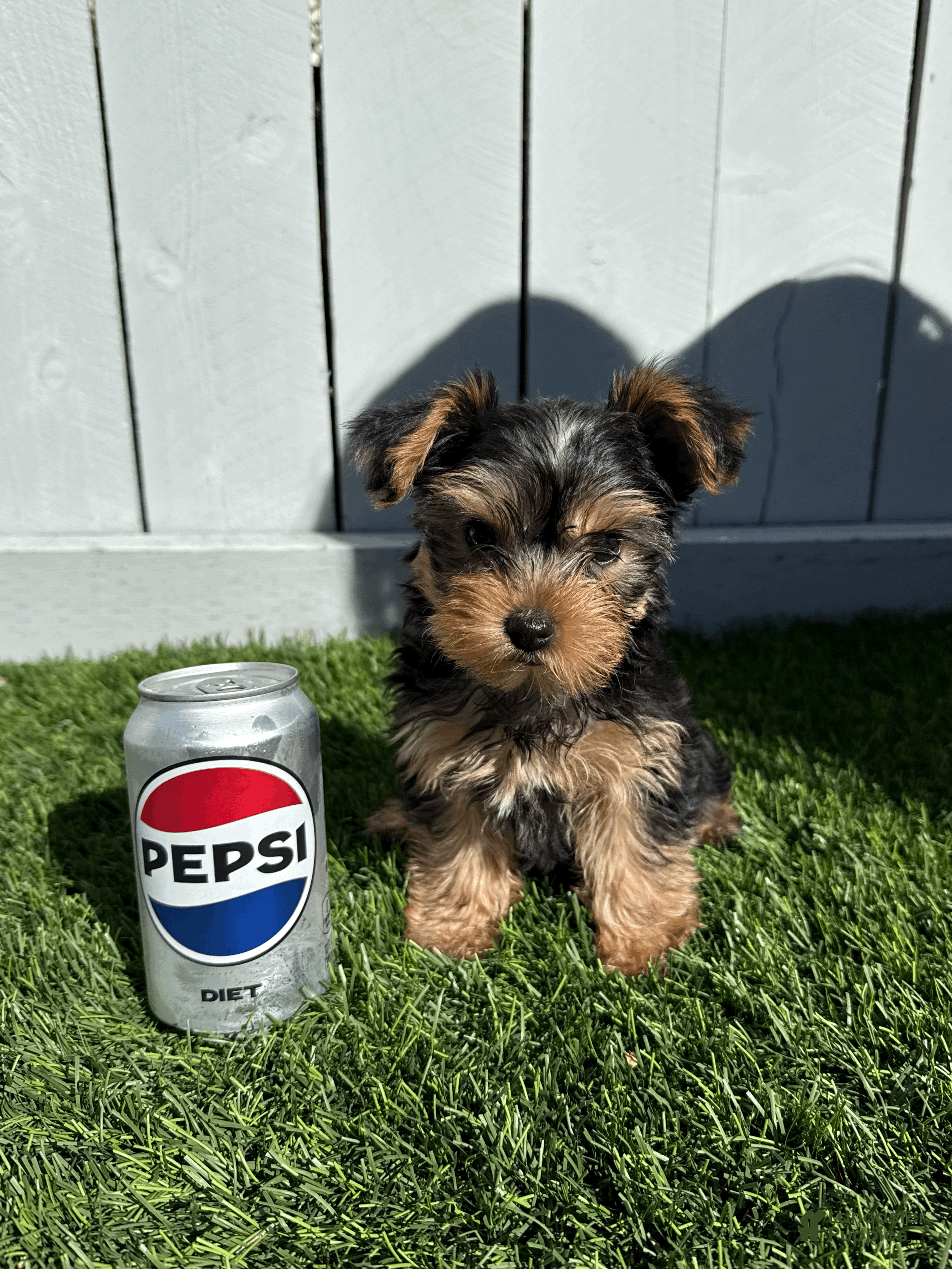 Yorkshire Terrier dogs Bella - Ad 1