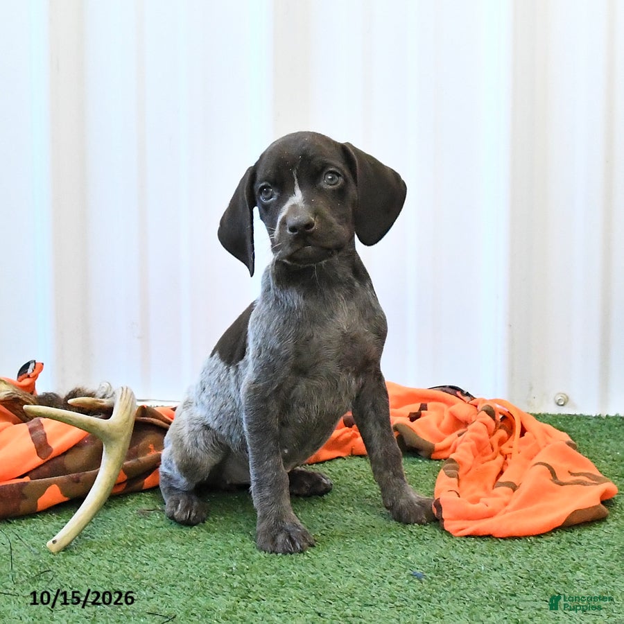 German Shorthaired Pointer dogs Libby - Ad 2
