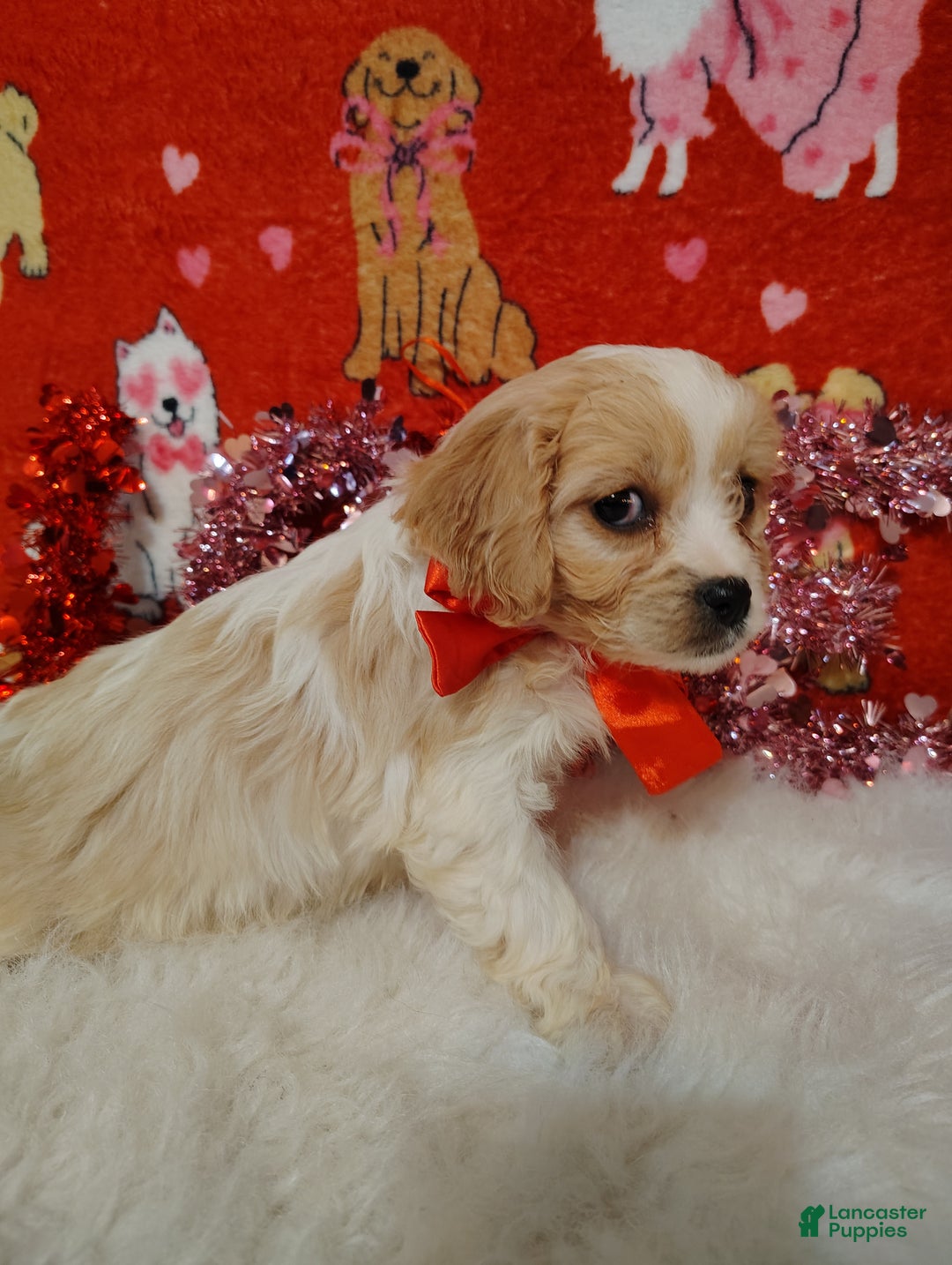 Cavapoo dogs for sale: Lola - Ad 4