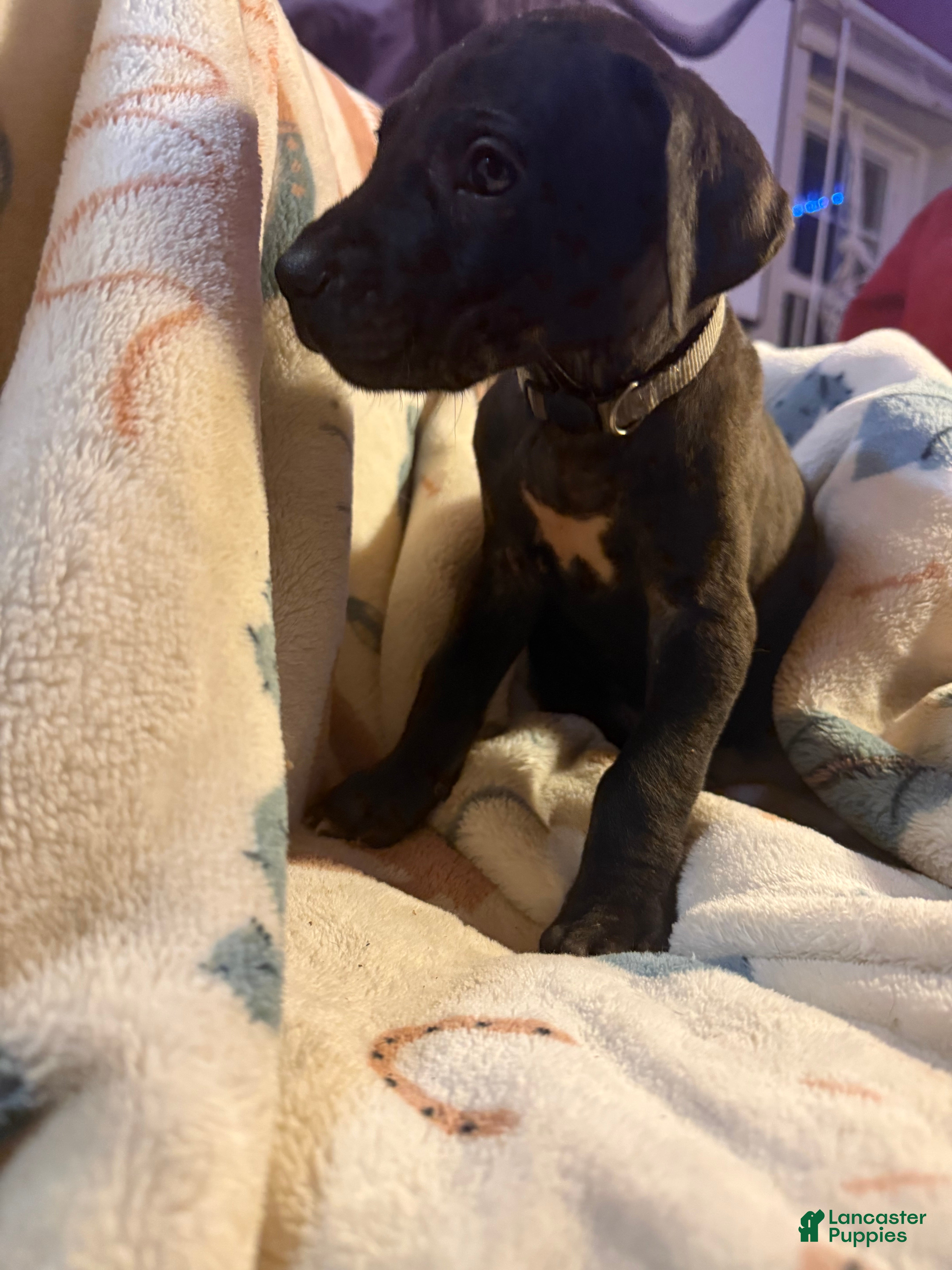 Great Dane dogs Great Dane Puppy 5 - Ad 29
