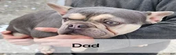 French Bulldog dogs for sale: Misty - Ad 12