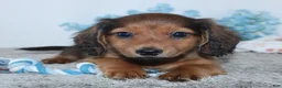 Miniature Dachshund dogs for sale: Israel - Ad 3
