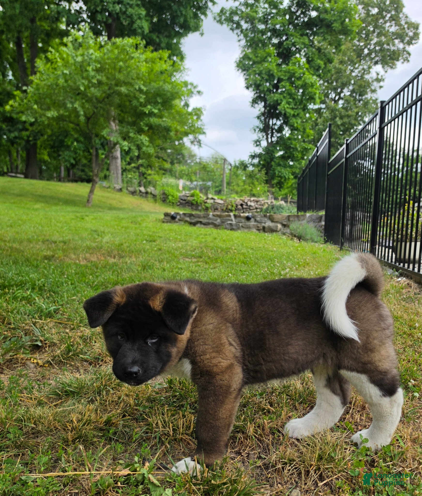 Akita dogs Bear - Ad 2