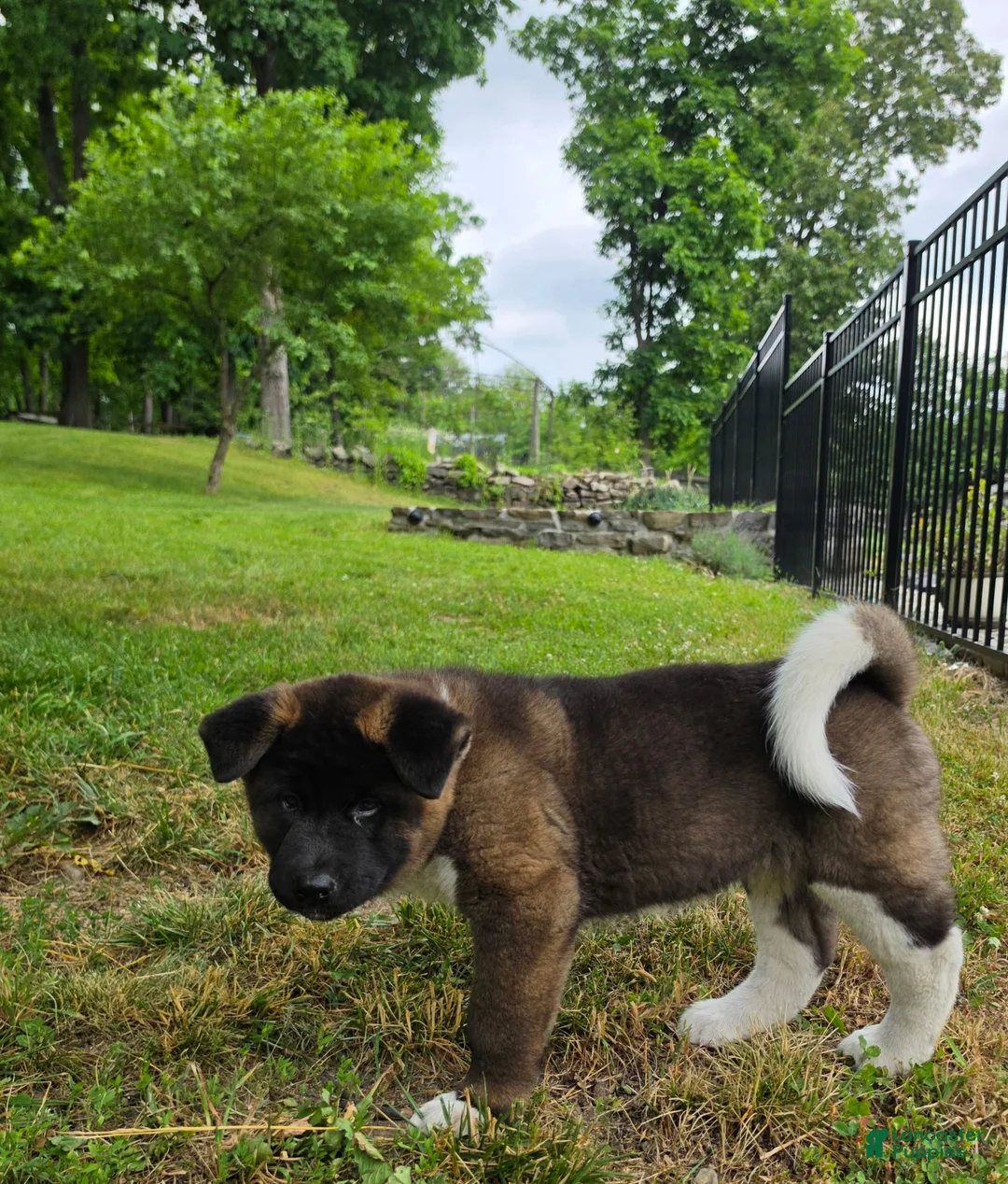 Akita dogs for sale: Bear - Ad 2
