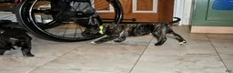 Presa Canario dogs for sale: Mr Neon  - Ad 6